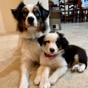 Meet your Posher, Dan